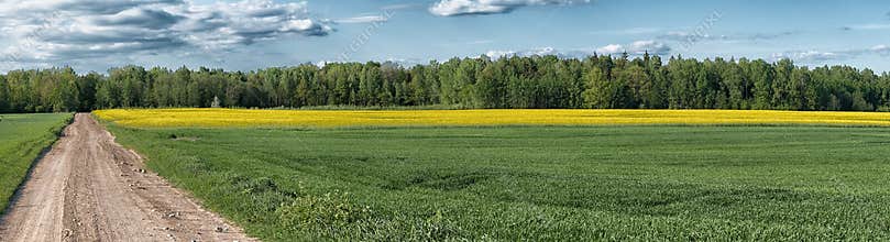 Crop and rapeseed field panorama, nature background