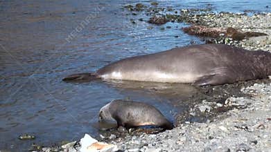 Baby seals with father on coastline of Falkland Islands.