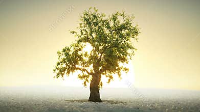 A tree growing under the rising sun