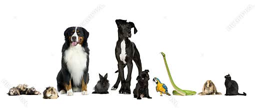 Group of pets - Dog, cat, bird, reptile, rabbit, f