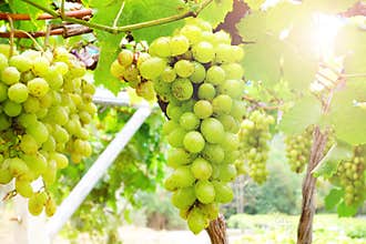 Green grapes on the vine