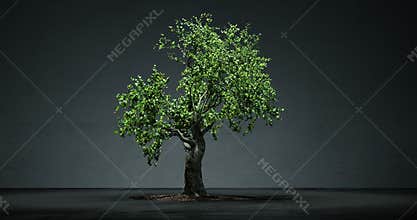 Growing bonsai tree time lapse