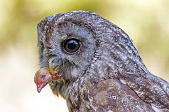 Little owl Athene noctua
