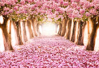 The romantic tunnel of pink flower trees
