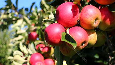 Red apples in orchard