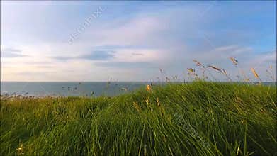 Wild grass swaying in wind