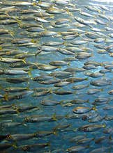 Sardine shoal
