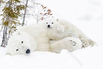 Polar bear mother with two cubs