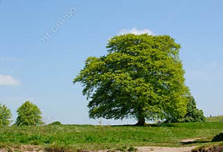 Acer tree on a sunny day
