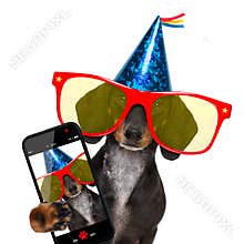 Happy birthday party dog