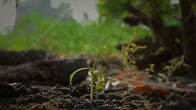 Hands of woman planting the seeds on earth ground and watered with nature ambient sound