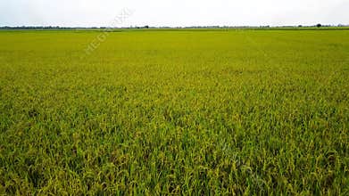Drone view of Thailand Green Rice Field, Fly above nice rice field with clear sky