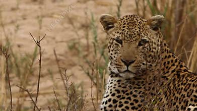 Close up Leopard looking around