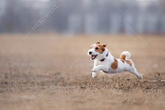 Dog running and playing in the park