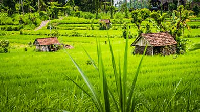 Two huts in Lush green Rice tarrace in Sidemen, Bali, Indonesia