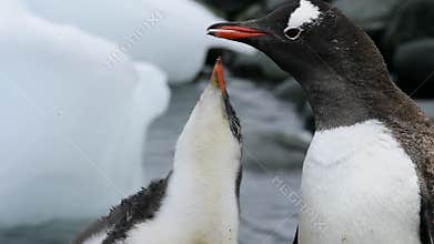 Gentoo Penguin feeding chick