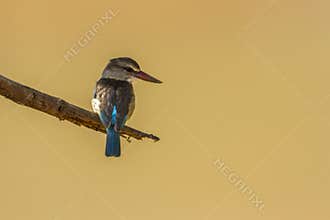 Brown-hooded Kingfisher in Kruger National park, South Africa
