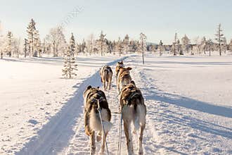 Dog Sledding in Lapland
