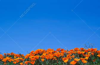 California wildflowers poppies