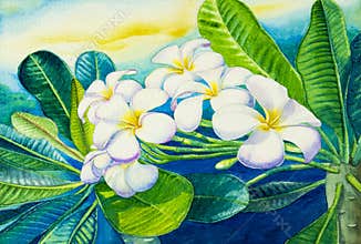 Watercolor painting original on paper colorful of white plumeria flowers.