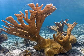 Elkhorn coral Acropora palmata