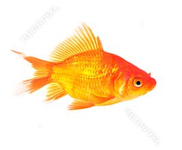 Gold fish