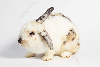 Rodent, mammal animal. Black and white rabbit.