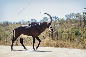 Sable antelope in Kruger National park, South Africa