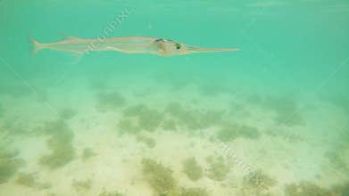 Garfish