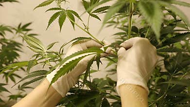 Woman research cannabis hemp for medicinal, hand razor cuts leafs cultivation