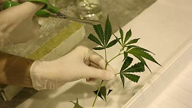 Hemp research scientist medical cannabis, rockwool