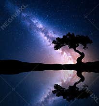 Night scene with Milky Way and old tree
