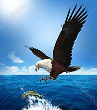 Eagle Attacking a Fish