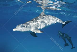 Rippled Dolphin with Pod