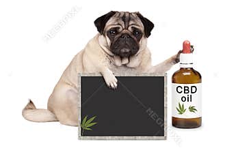 pug puppy dog sitting down with bottle of CBD oil and blackboard sign, isolated on white background