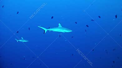 Diving Maldives - sharks