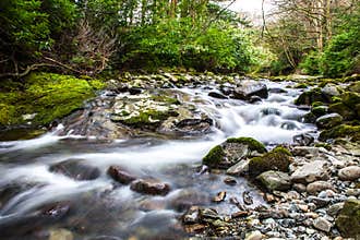 Flowing river in forest