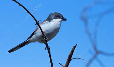 Small Bird