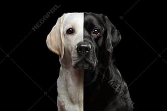 Portrait of Two-faced Labrador Dog