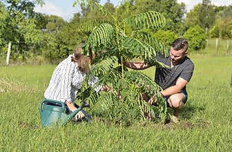 Mother teaching adult son planting a new tree and care