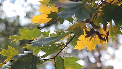 Autumn leaf on the tree.