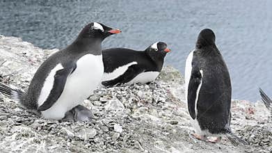 Gentoo Penguin with chicks on the nest