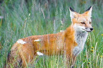 Wild red fox in green grass