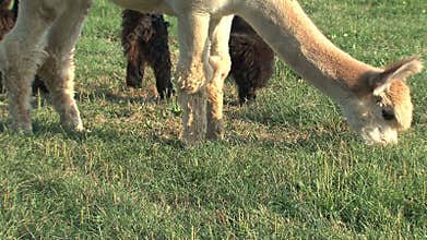 Alpaca eating grass at a farm in Canada