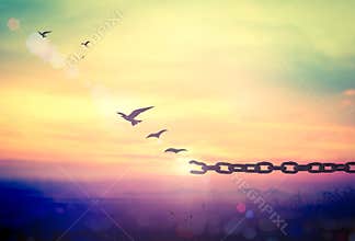 Broken Chain With Flying Birds Over Sunrise Freedom Concept