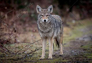 Coyote