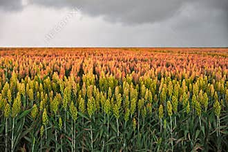 Field of sorghum