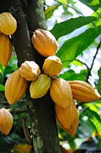 Cocoa pods