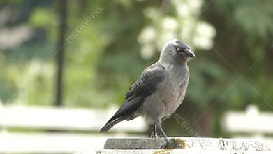 Young crow bird
