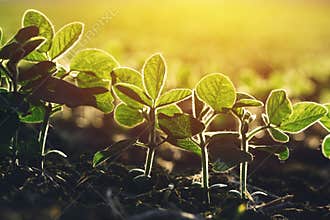 Close up of soybean plant in field